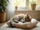 ergonomisches-kissen-fuer-katzen-fuer-den-besten-schlaf-ihres-haustiers